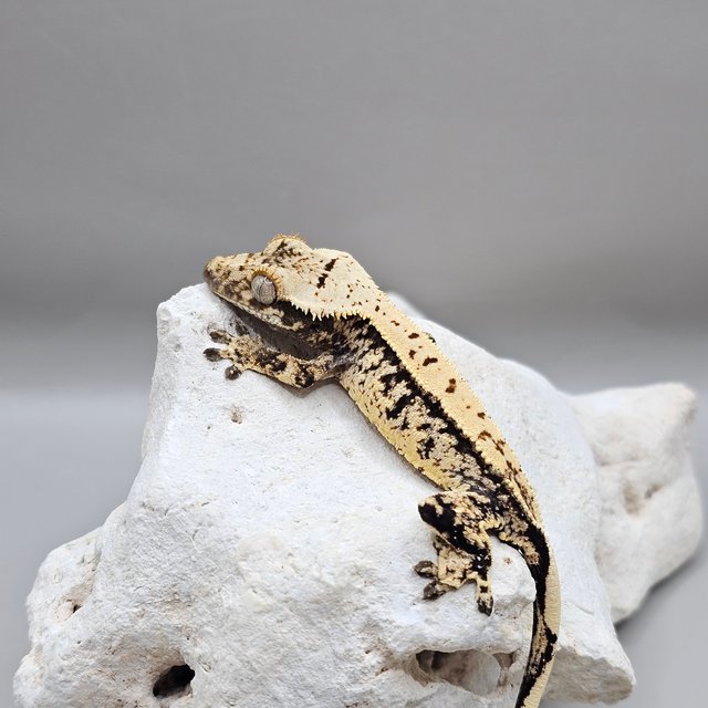 노멀 화이트스팟