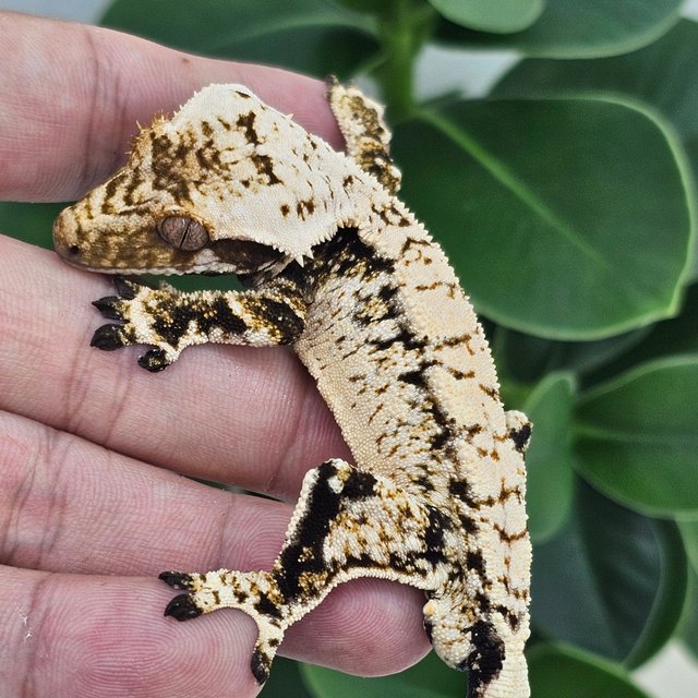 Extreme Harlequin White Spot Drippy Normal