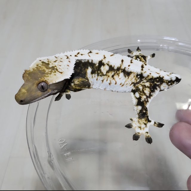 노멀 드리피 화이트스팟