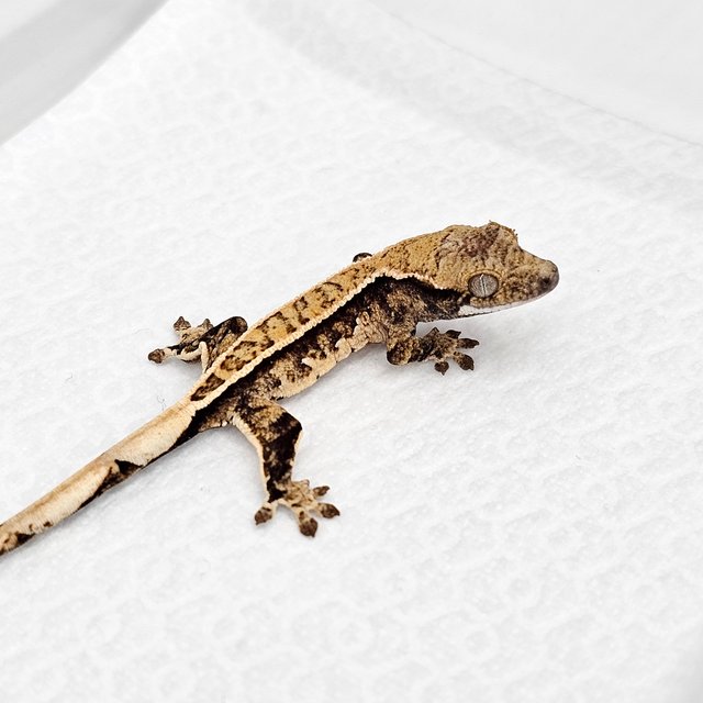 노멀 풀핀 드리피 화이트스팟