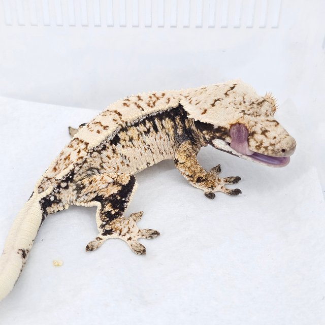 Normal Extreme Harlequin Drippy White Spot