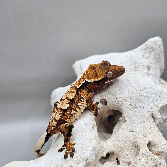 노멀 트라이 익스트림할리퀸