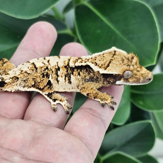Normal Extreme Harlequin White Spot