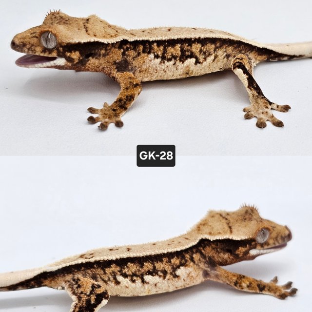 노멀 풀핀 화이트스팟