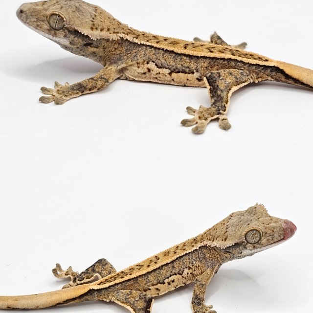 노멀 드리피 풀핀 화이트스팟