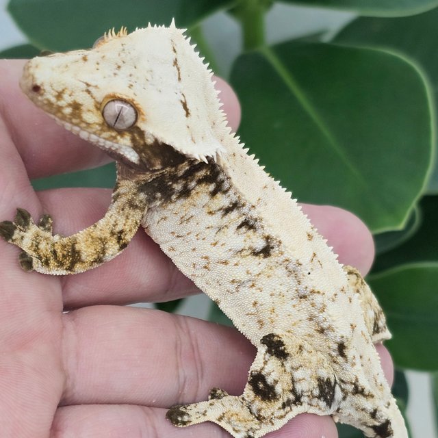 Normal Drippy White Spot