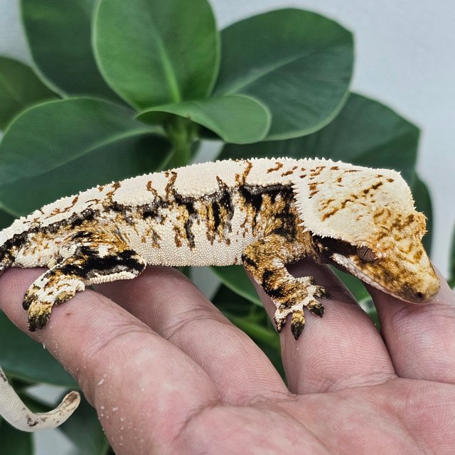 Normal Tri Extreme Harlequin Drippy White Spot