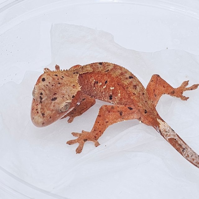 Dalmatian Red
