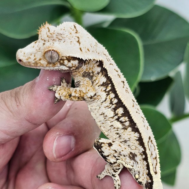 Full Pinstripe White Spot Quad Normal