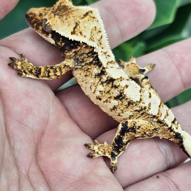Extreme Harlequin Normal Tri White Spot
