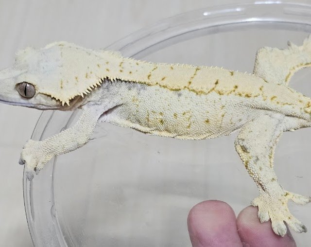 노멀 드리피 화이트스팟