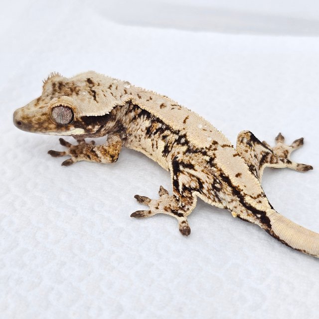 Normal Extreme Harlequin White Spot