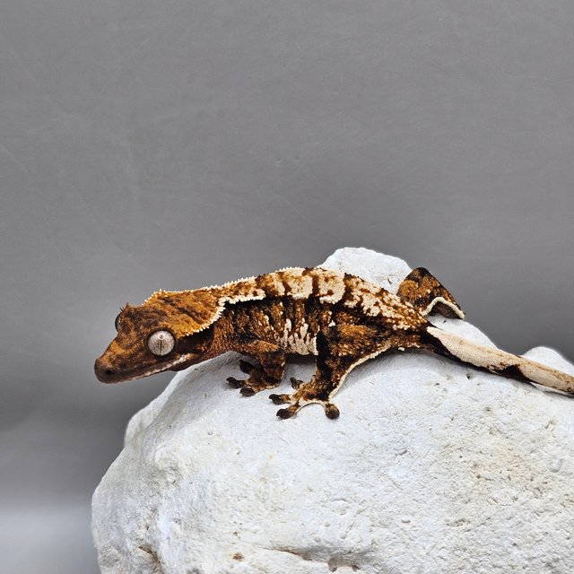 노멀 트라이 익스트림할리퀸