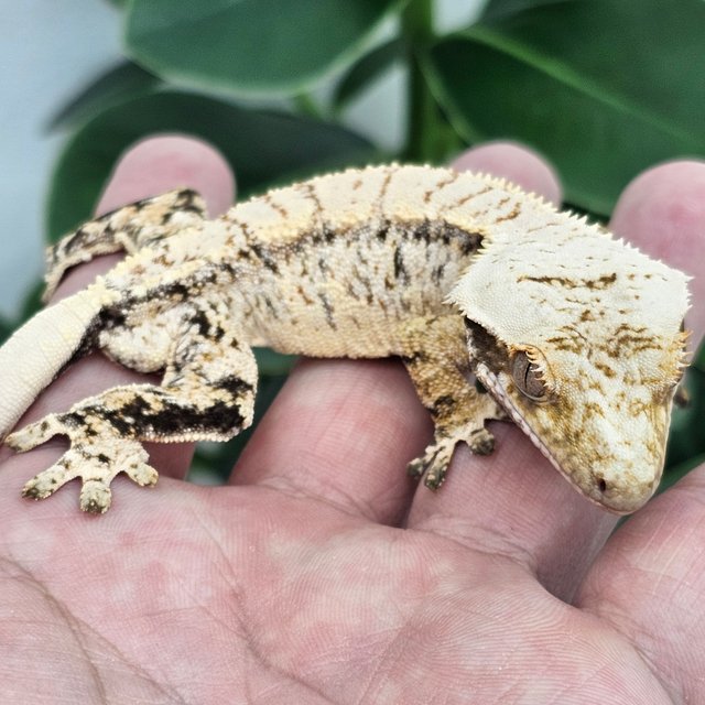 Normal Extreme Harlequin Drippy White Spot