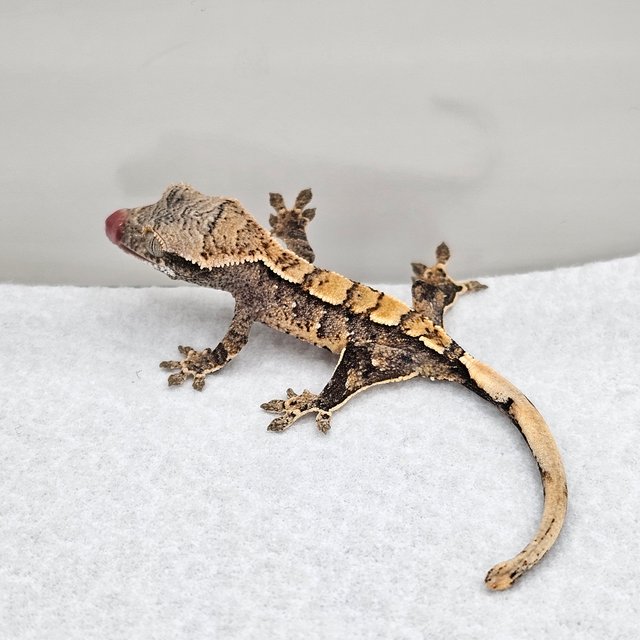 노멀 드리피 화이트스팟