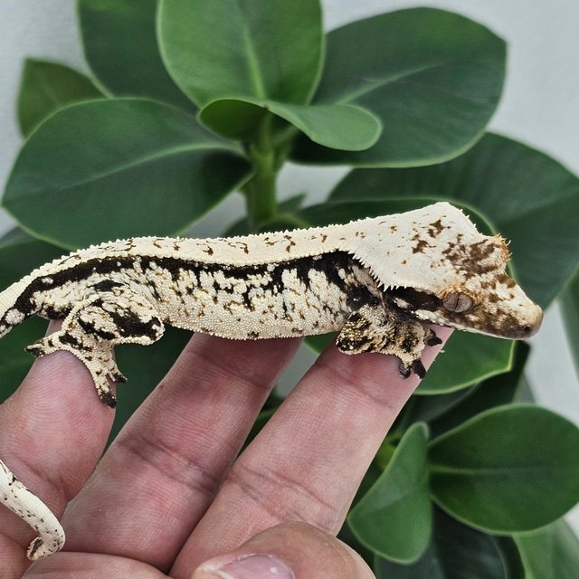 Full Pinstripe White Spot Normal Drippy Quad