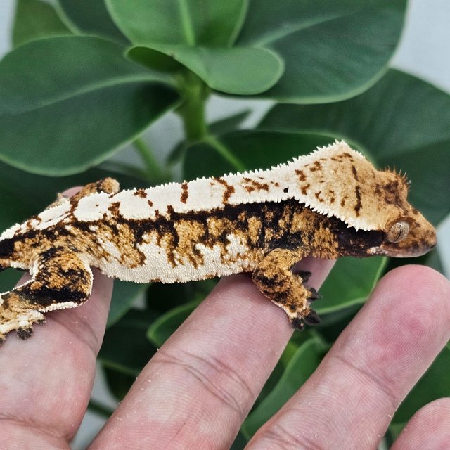Normal Tangerine Tri Extreme Harlequin White Spot