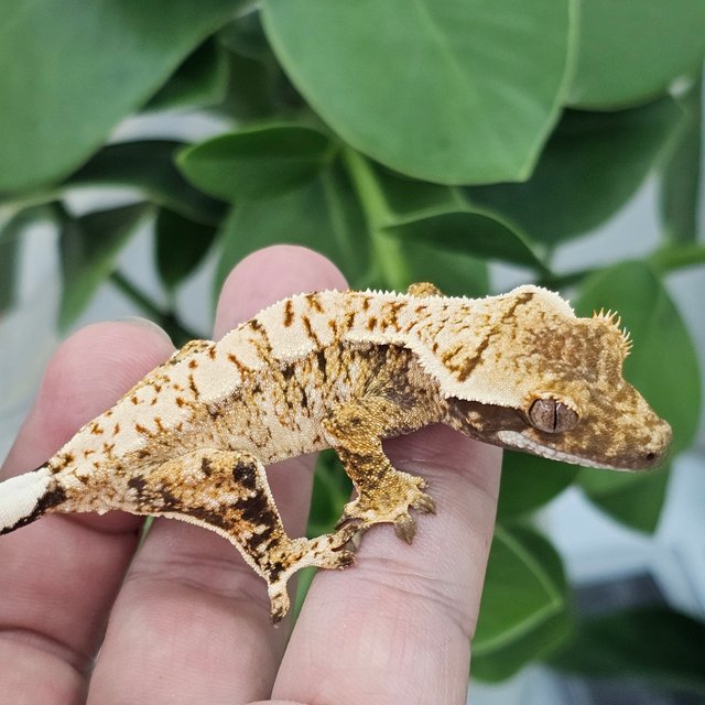 White Spot Extreme Harlequin Normal Drippy
