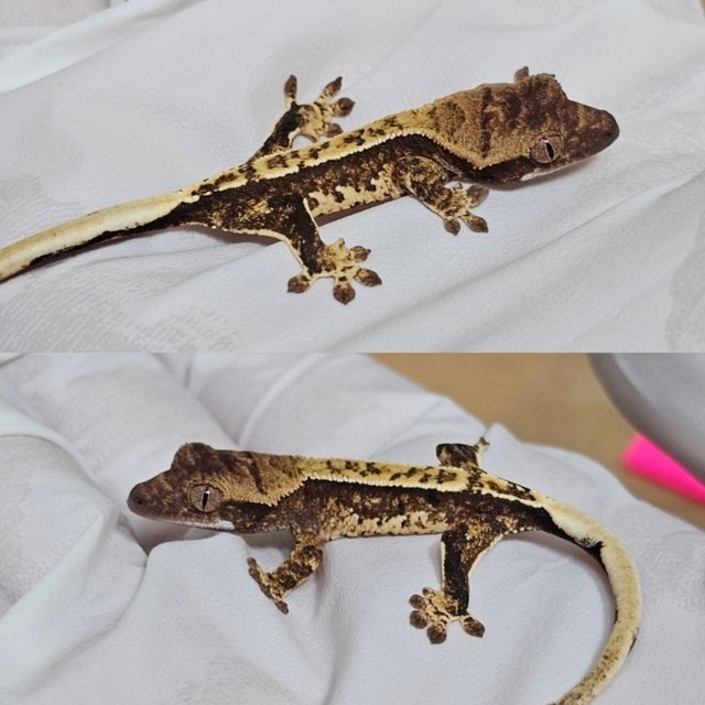 White Spot Drippy Normal