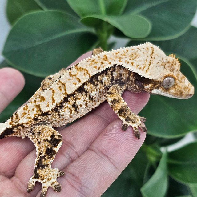 White Spot Extreme Harlequin Normal