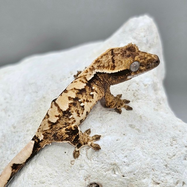 노멀 화이트스팟