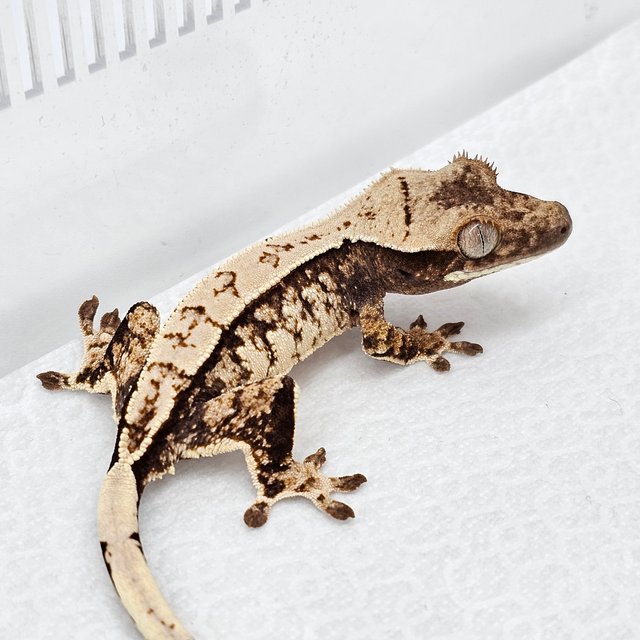 노멀 화이트스팟