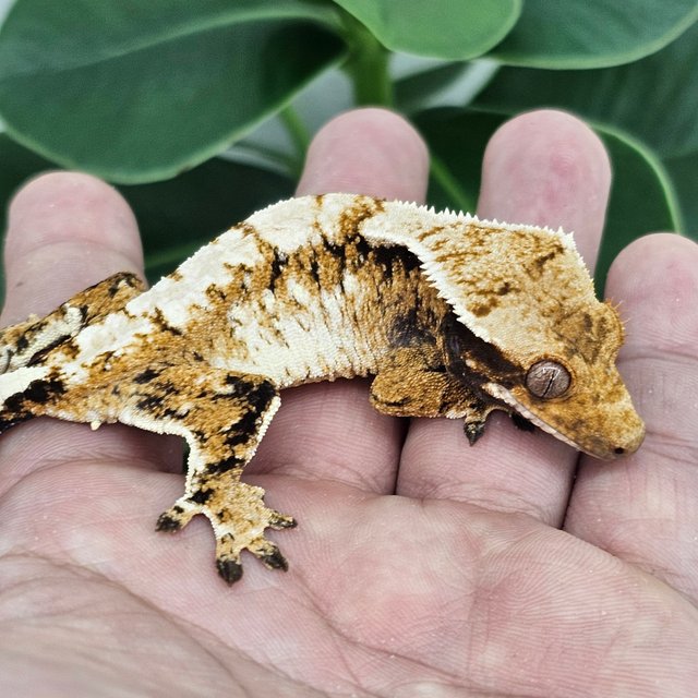 White Spot Extreme Harlequin Normal Tangerine