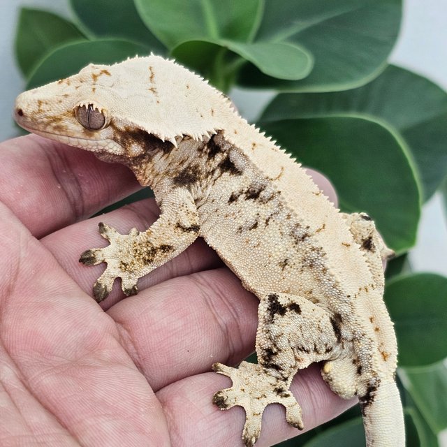 Drippy White Spot White Normal