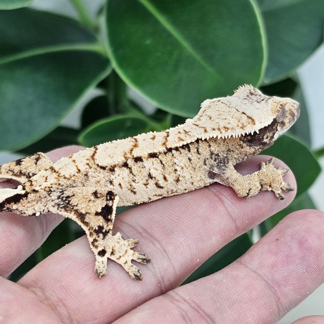 Normal Extreme Harlequin White Spot