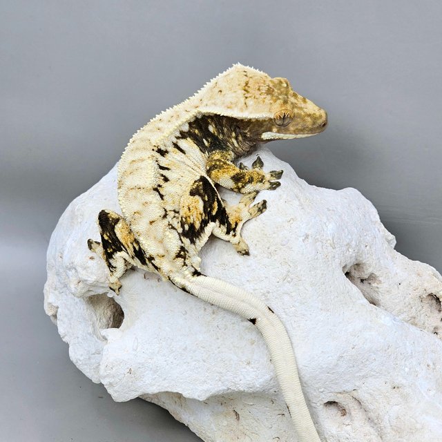 노멀 드리피 화이트스팟