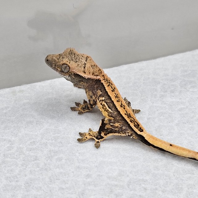 노멀 풀핀 화이트스팟