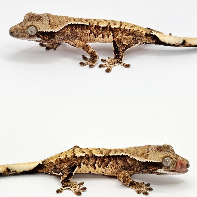 노멀 드리피 화이트스팟