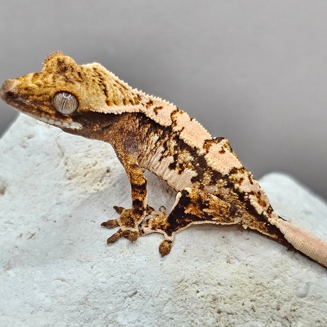 노멀 할리퀸 화이트스팟