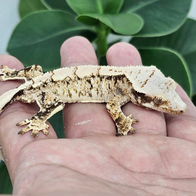 Normal Extreme Harlequin White Drippy White Spot