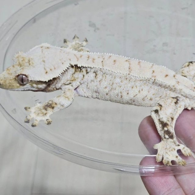 Normal Drippy White Spot
