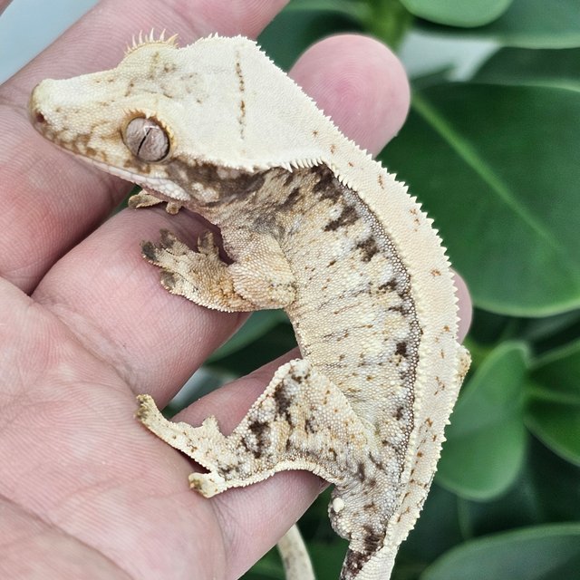 White Spot Normal Drippy
