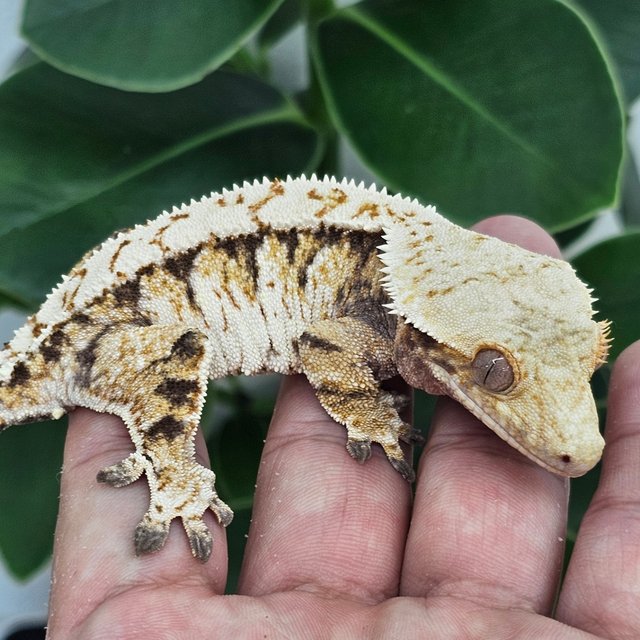 Extreme Harlequin White Spot Normal