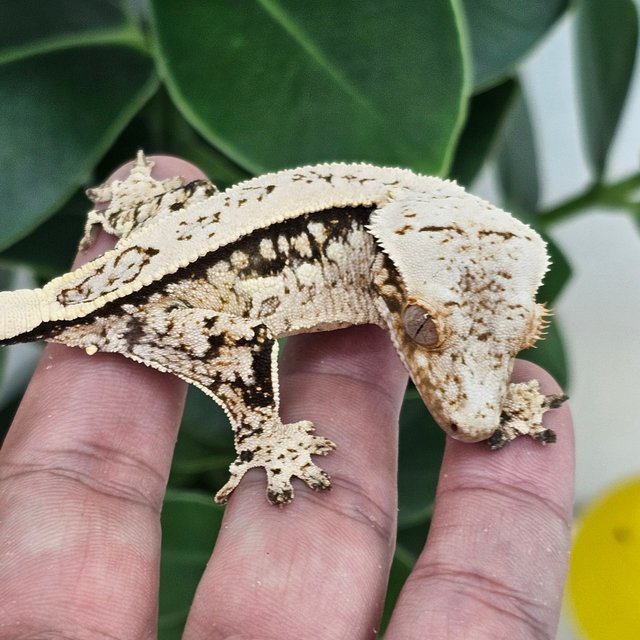 Full Pinstripe White Spot Quad Normal