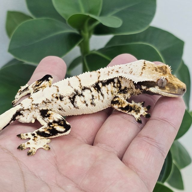 Normal Extreme Harlequin White Drippy White Spot