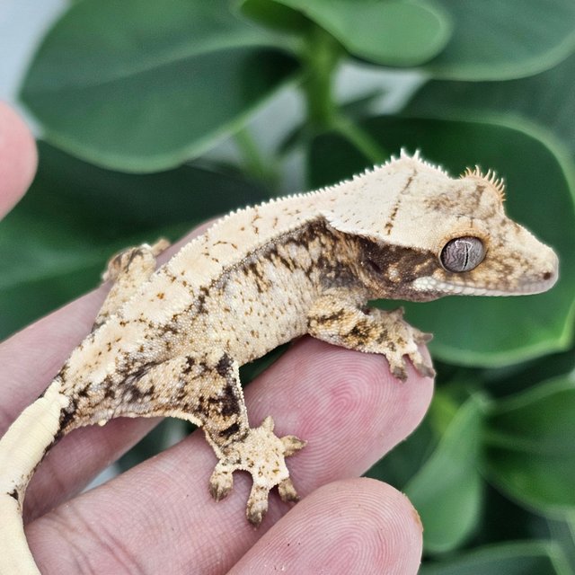 Extreme Harlequin White Spot Drippy Normal