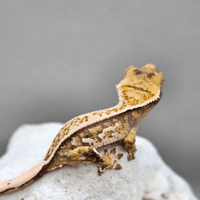 노멀 풀핀 화이트스팟