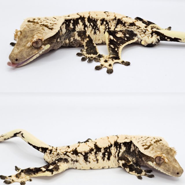 노멀 드리피 화이트스팟