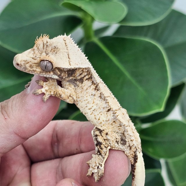 Extreme Harlequin White Spot Drippy Normal