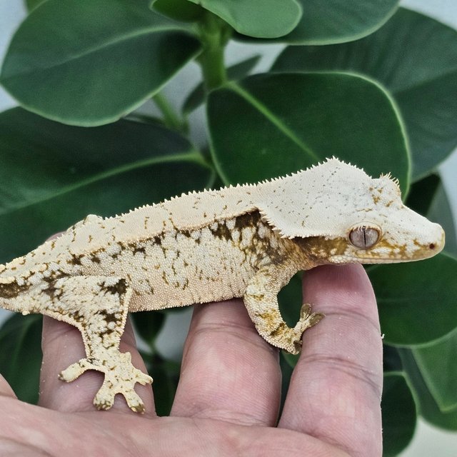 Normal Extreme Harlequin White Drippy White Spot