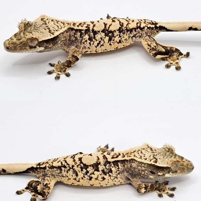 노멀 화이트스팟