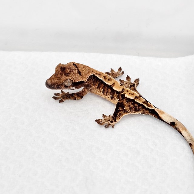 노멀 드리피 화이트스팟