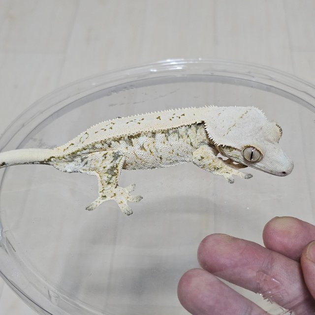 Normal Drippy White Spot