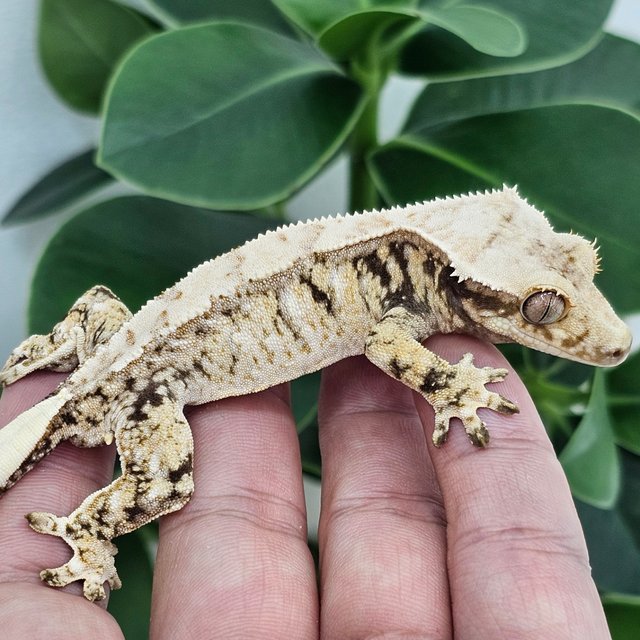 Normal Extreme Harlequin White Drippy White Spot