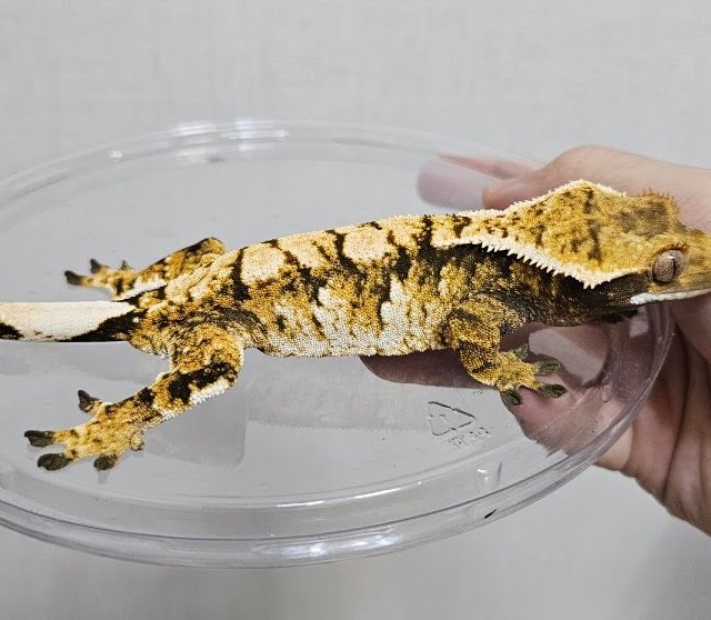 노멀 화이트스팟