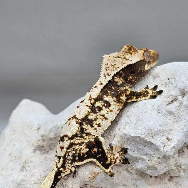 노멀 할리퀸 화이트스팟